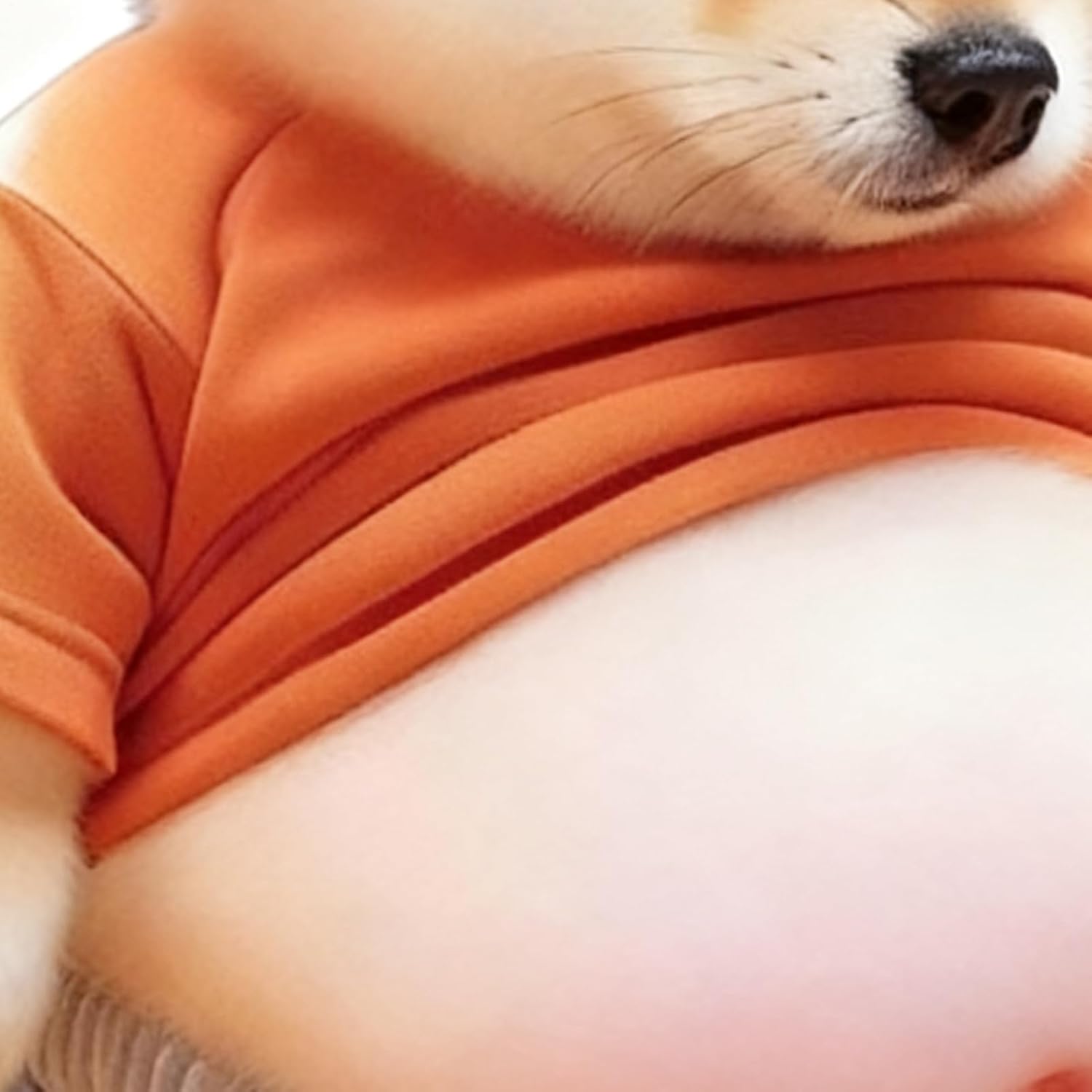 3D Shiba dog sticker ( Pack 2 item )